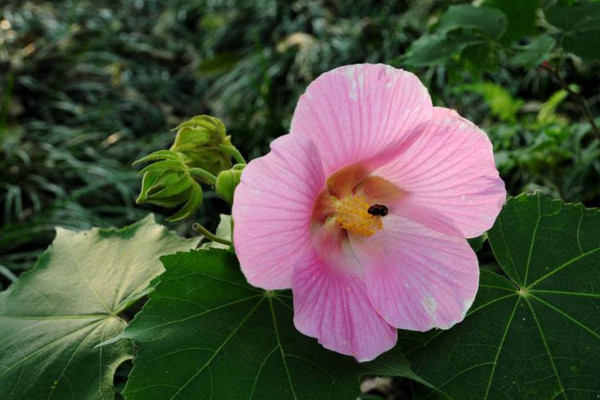 芙蓉花開完花怎么剪枝