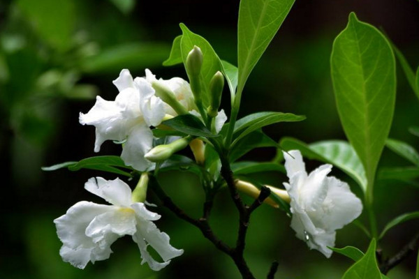 狗牙花只有花苞不開花