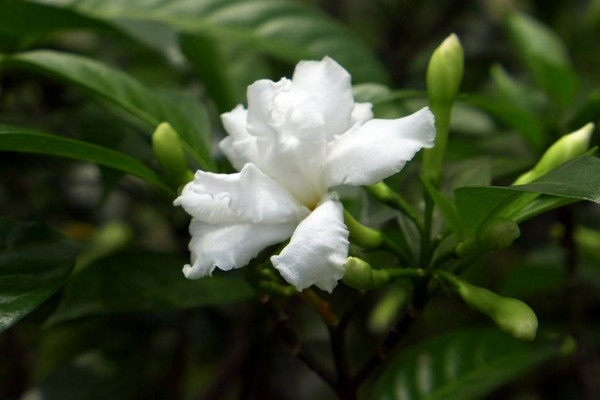 狗牙花只有花苞不開花