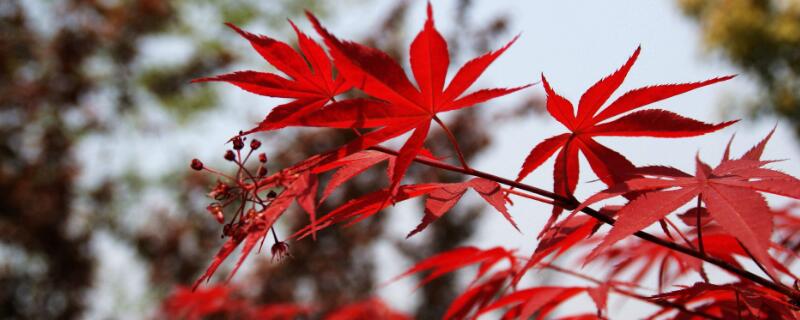 紅楓樹是怎么嫁接的