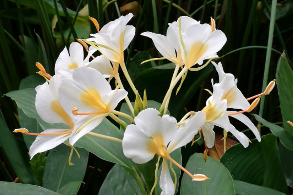 姜花怎么不開(kāi)花