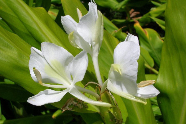 姜花怎么不開(kāi)花