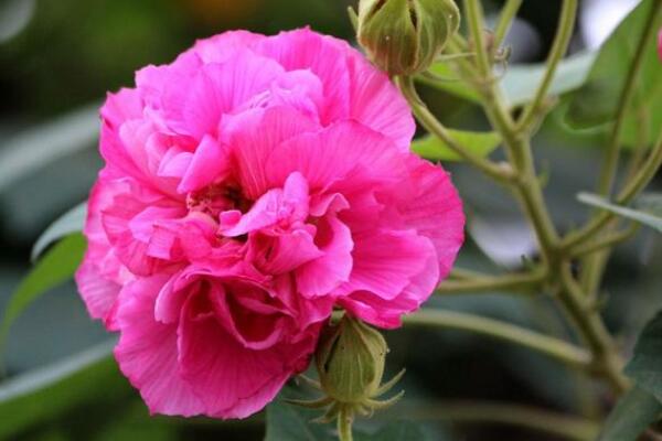 芙蓉花長得高咋剪枝