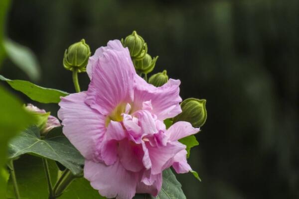 芙蓉花長得高咋剪枝