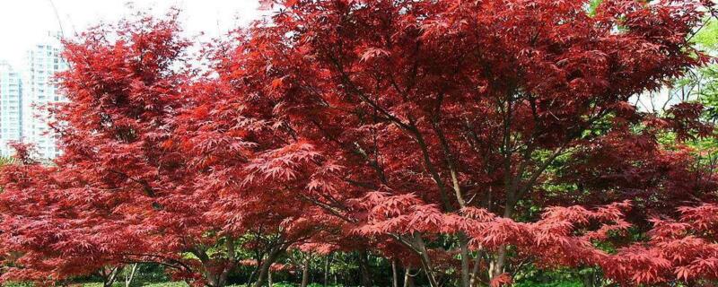 紅楓樹怎么澆水