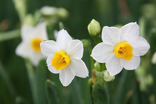 水仙花花語(yǔ)