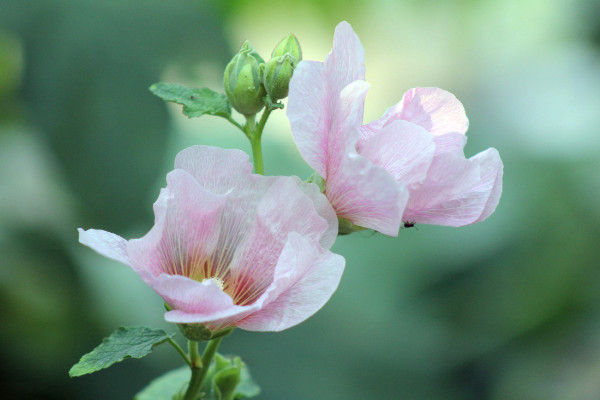 芙蓉花葉子為何打卷