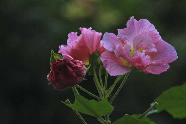 芙蓉花葉子怎么栽培