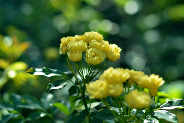 黃木香只長(zhǎng)葉子不開花