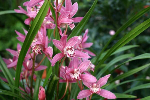 開過花的蘭花怎么處理