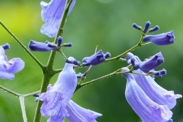 藍花楹花語