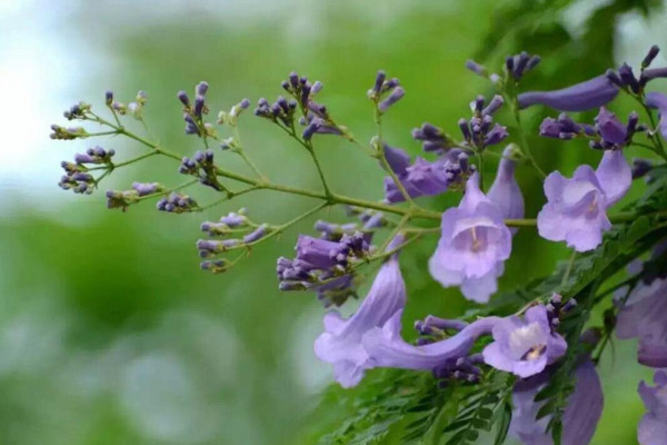 藍花楹花語