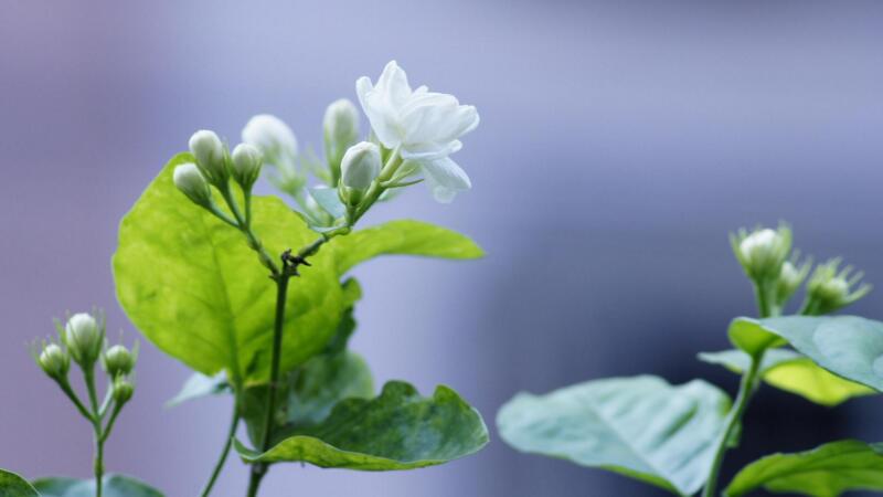 茉莉怎樣澆水