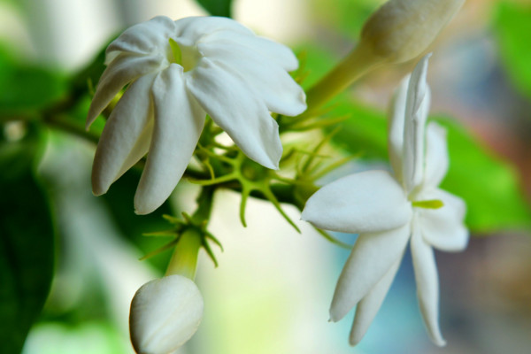 茉莉怎樣澆水