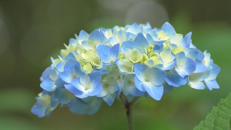 繡球花的養殖方法