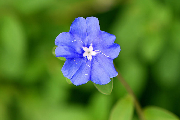 藍星花開花時間