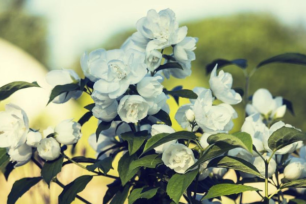 茉莉開花時(shí)可以澆水嗎