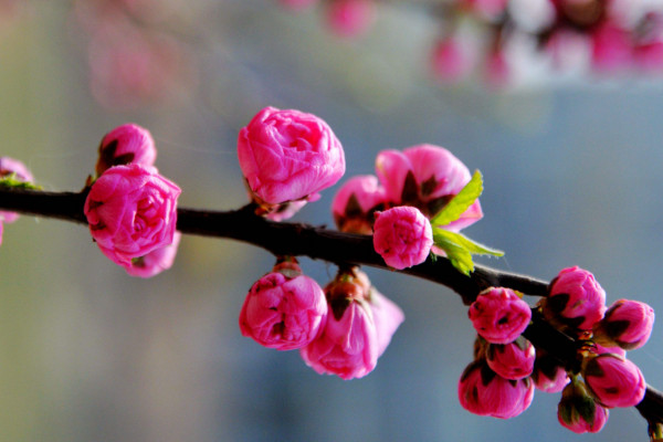 木菊花黃葉子怎么補救