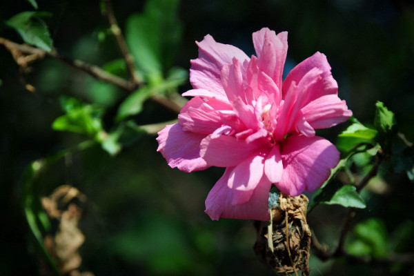 盆栽木槿花怎么過冬