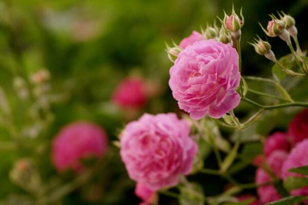 薔薇花剪枝可以插活么