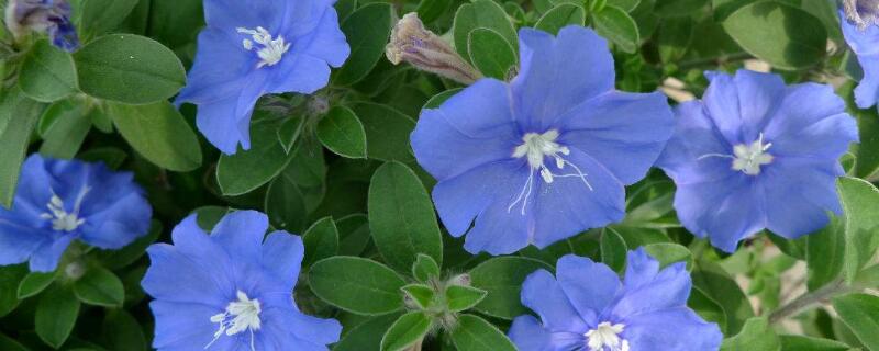 日本藍星花怎么養