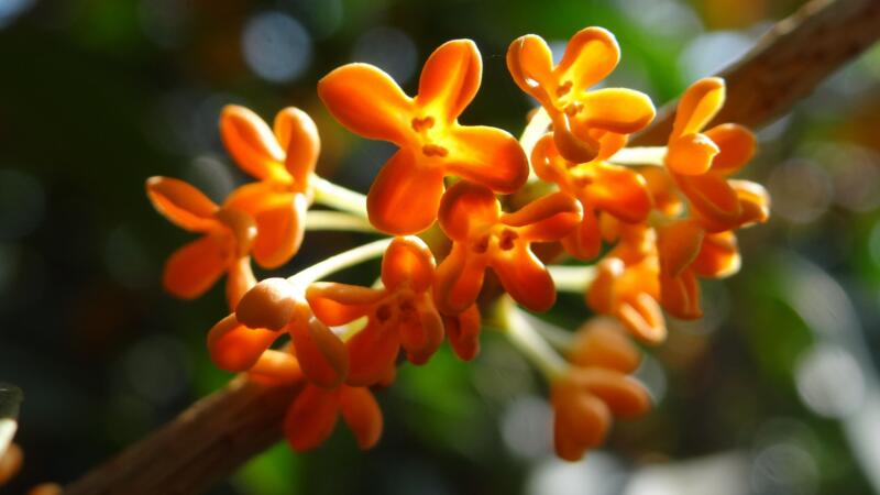 桂花夏天怎么養