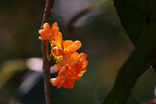 桂花怎么換盆