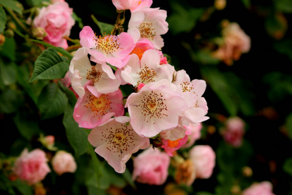 薔薇移栽后要不要修剪