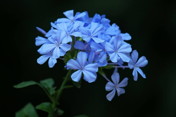 藍(lán)雪花冬天怎么修剪