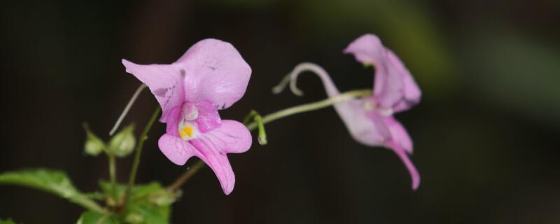 鳳仙花如何打頂