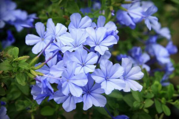 藍雪花需要搭架子嗎