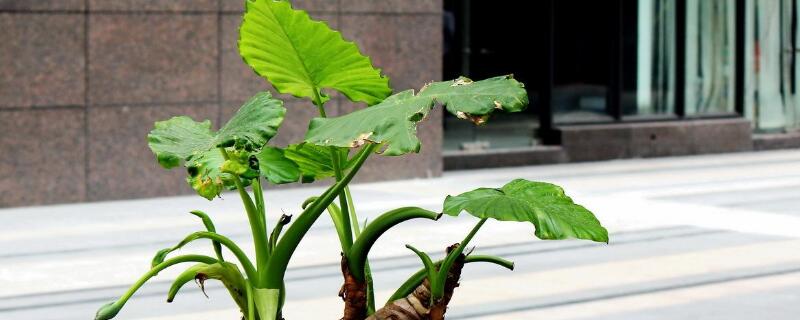 家里養滴水觀音有毒嗎