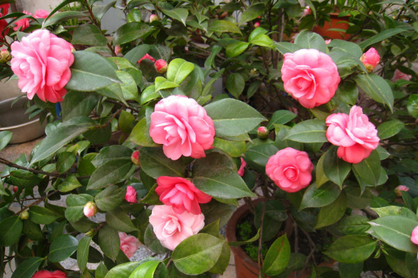 山茶花葉子邊緣干褐色