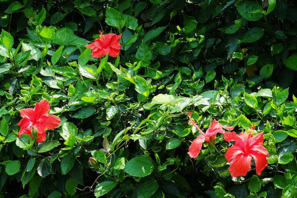 朱槿花怎么養