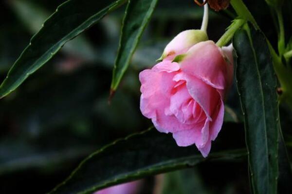 鳳仙花是多年生植物嗎