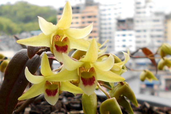 石斛開花后怎樣管理