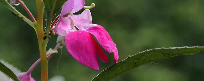 鳳仙花的生長需要哪些條件