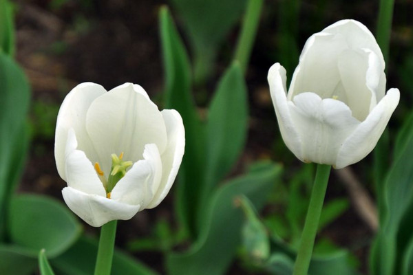 白色郁金香花語