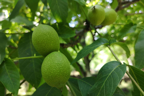 種植核桃樹不結果的原因是什么