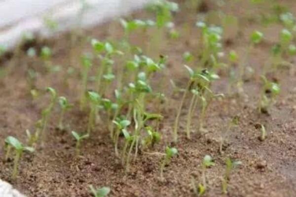 水草種子泡著會(huì)發(fā)芽嗎