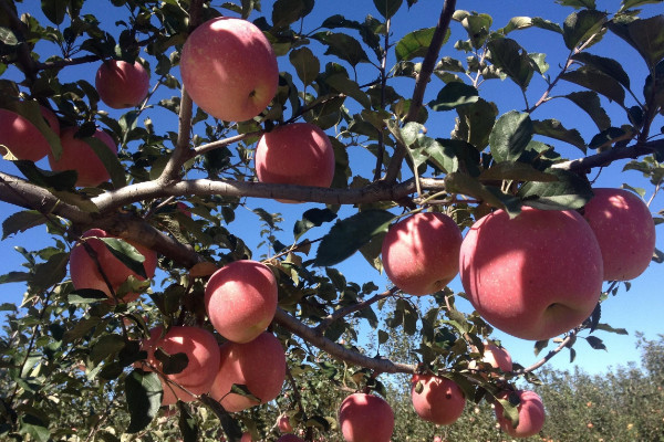 紅富士蘋果樹施肥時間