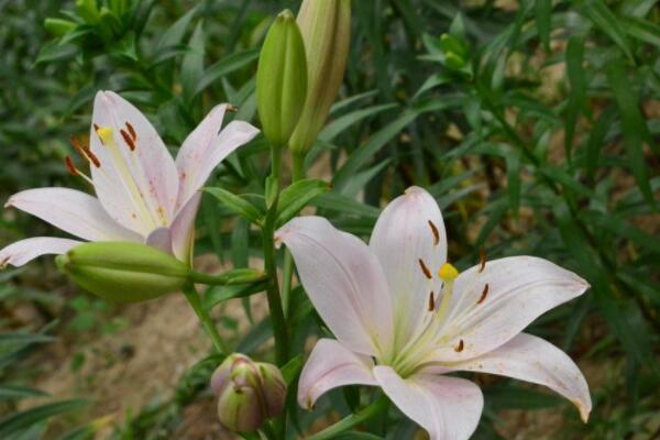 百合花生蟲子了怎么辦