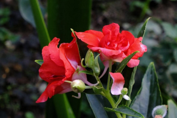 鳳仙花怎么養