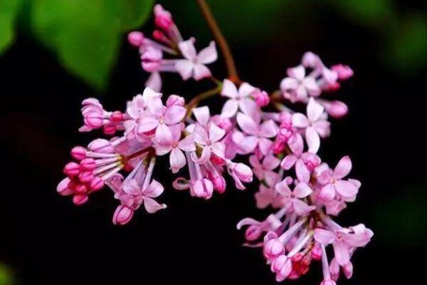 為什么丁香花叫狗牙花