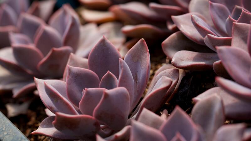 多肉植物怎么養護