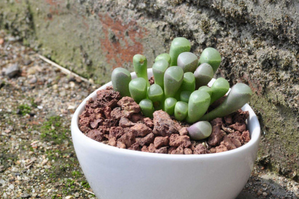 多肉植物怎么養護