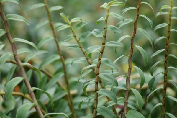 石斛開過花老枝怎么辦