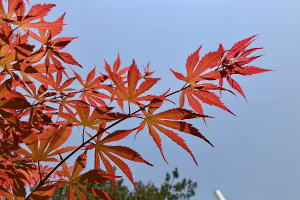 五角楓和槭樹的區別