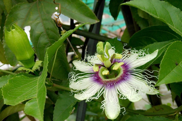 西番蓮種植管理技術(shù)