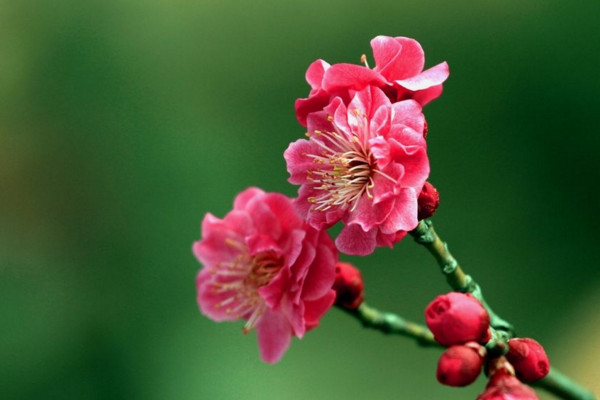 梅花怎么養